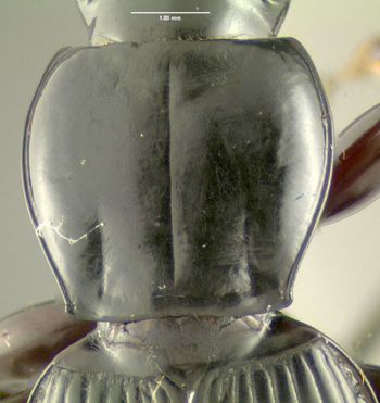Media type: image;   Entomology 600480 Aspect: pronotum dorsal